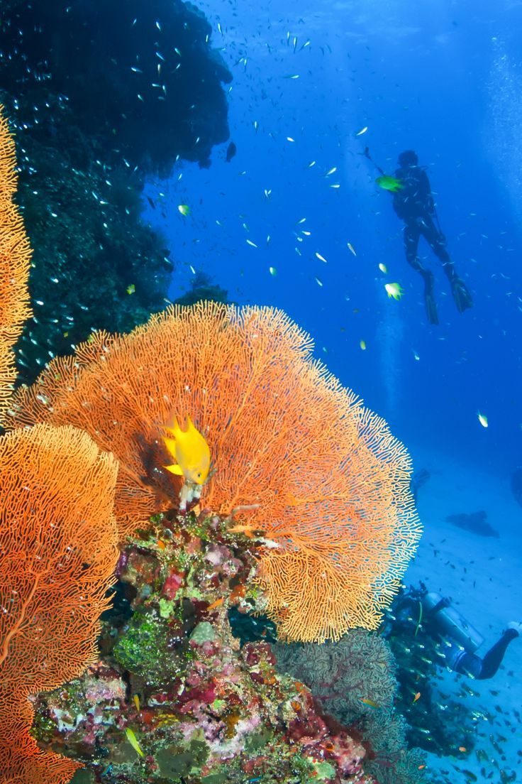 Snorkeling in Neil Island – Dive into the Underwater Paradise of Andaman